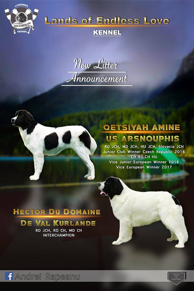 Hector &amp;Ami puppies anoucement