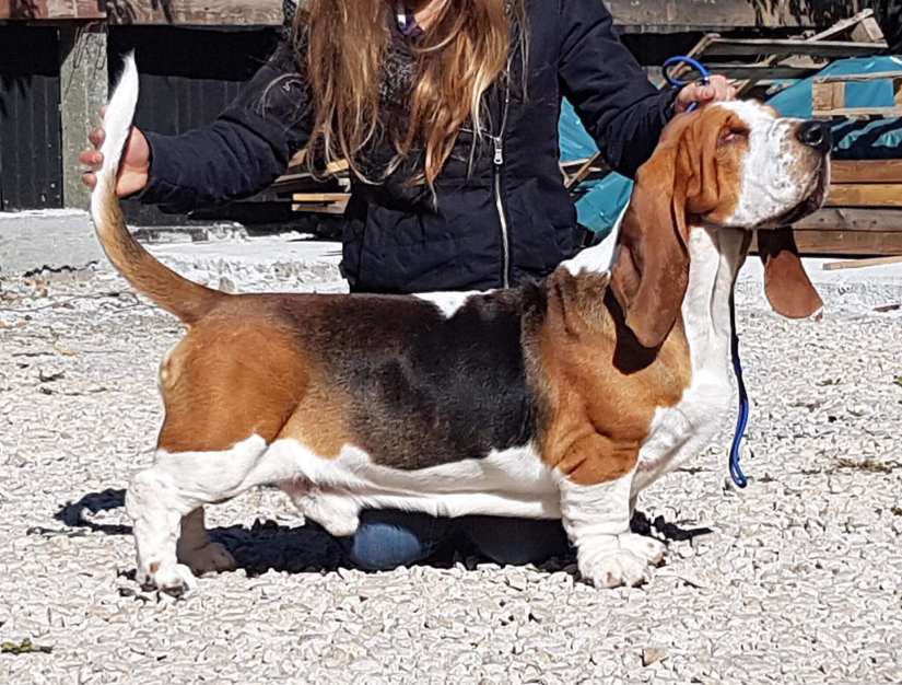 43163318_2448768631830656_2565484755898335232_o